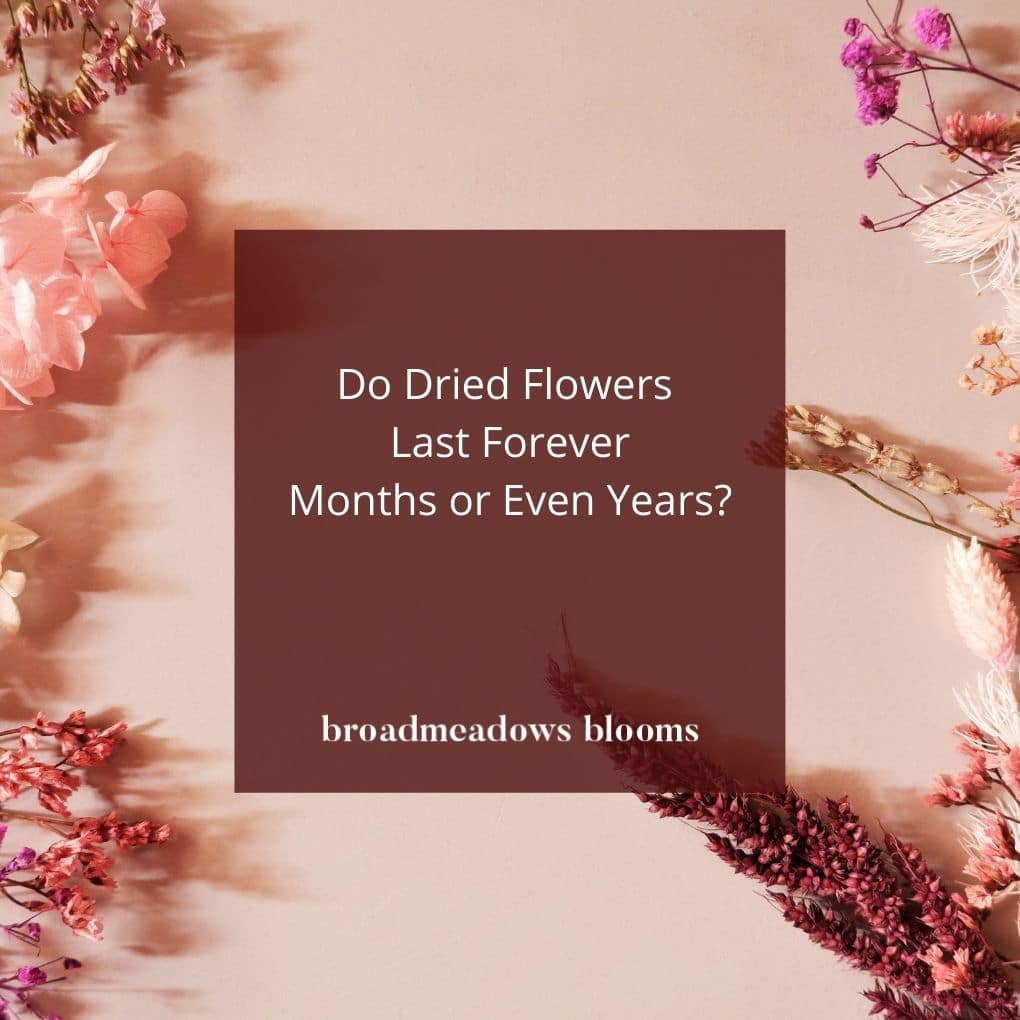 Do Dried Flowers Last Forever