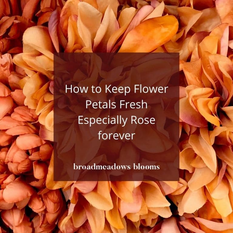 How to Keep Flower Petals Fresh Especially Rose forever Broadmeadows