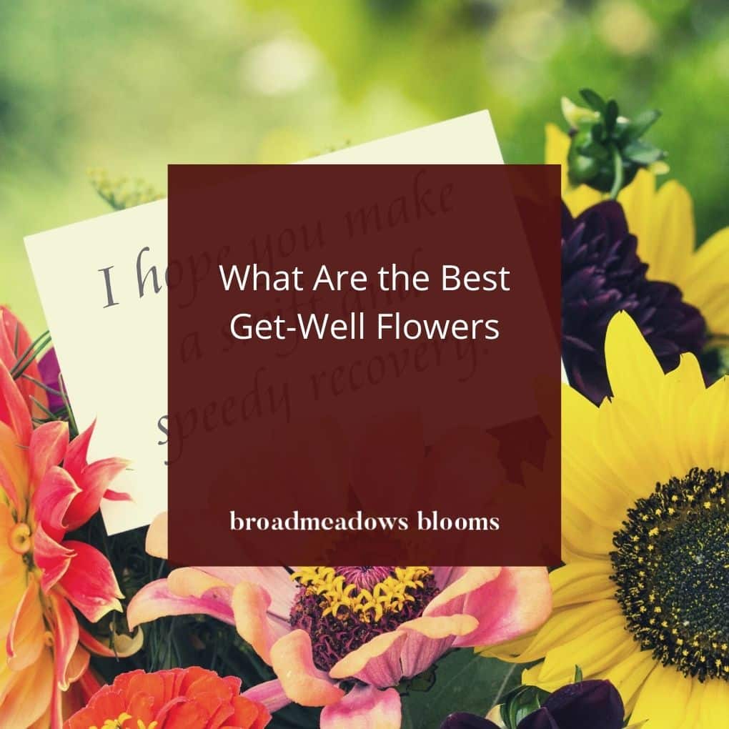 What Are the Best Get-Well Flowers